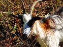 2015-09-28 15-50-35 St Gildas-Apres midi YLe